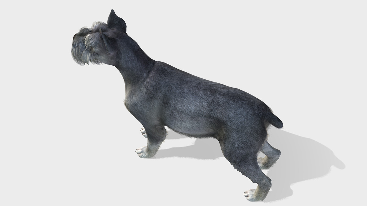 Dog - Schnauzer