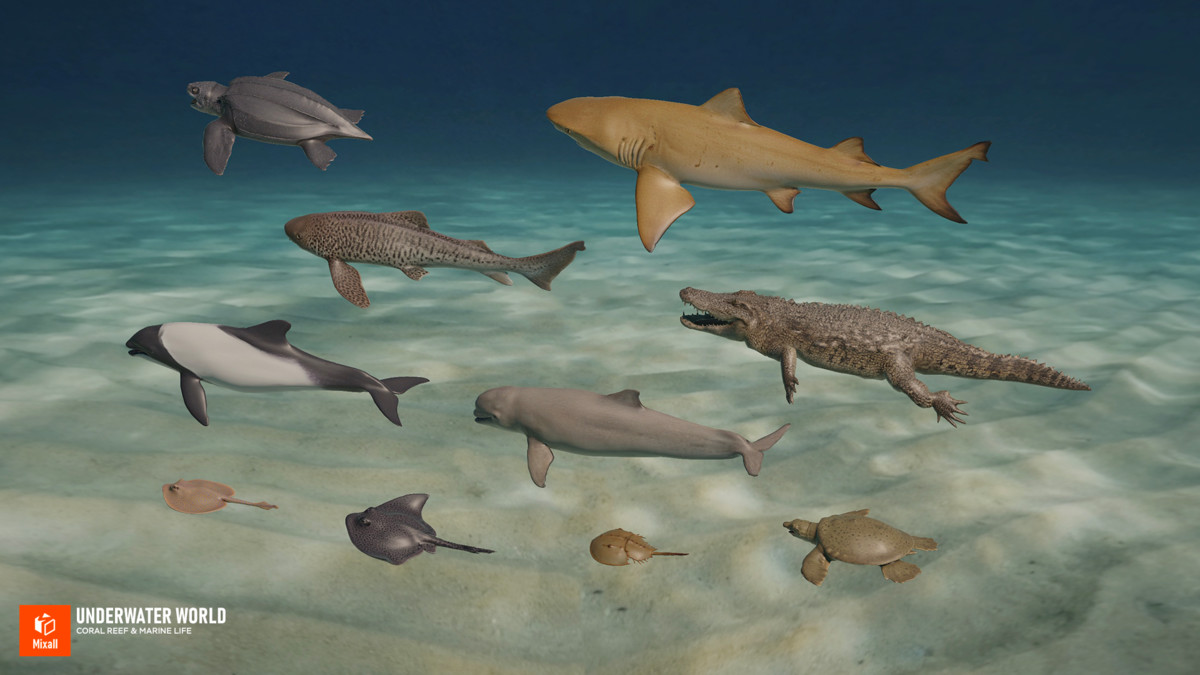 Underwater world - Coral Reef & Marine Life