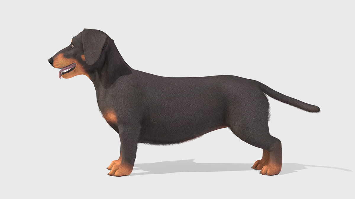 Dog -- Dachshund
