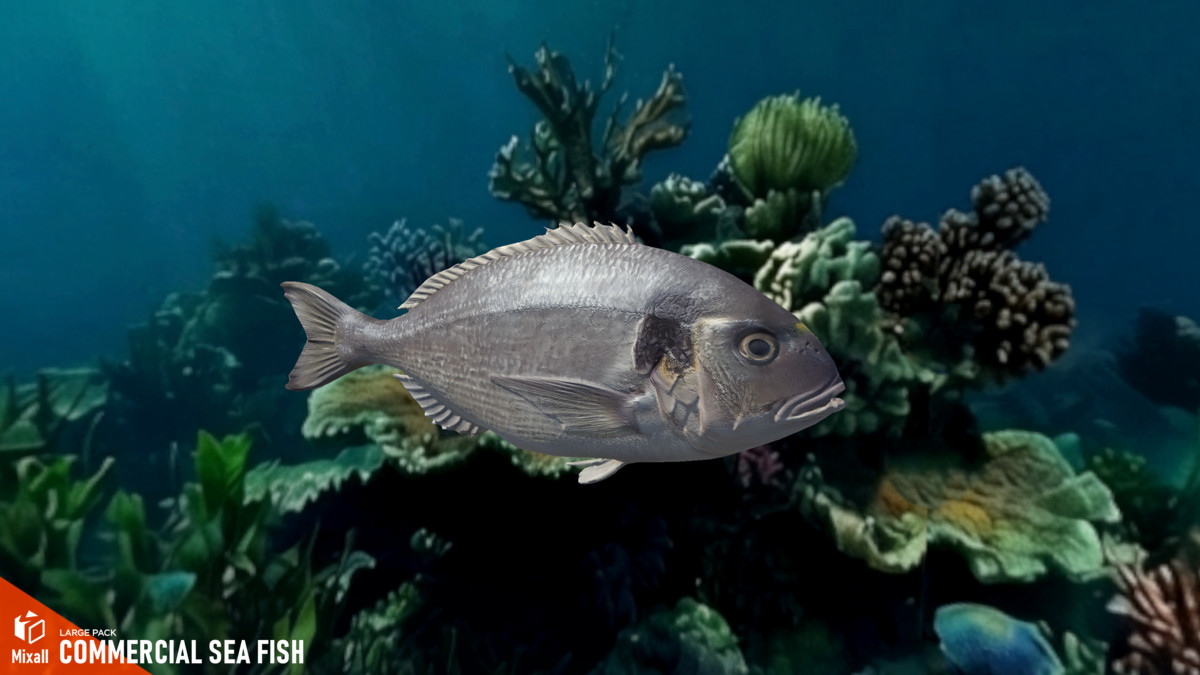 Commercial sea fish - large pack