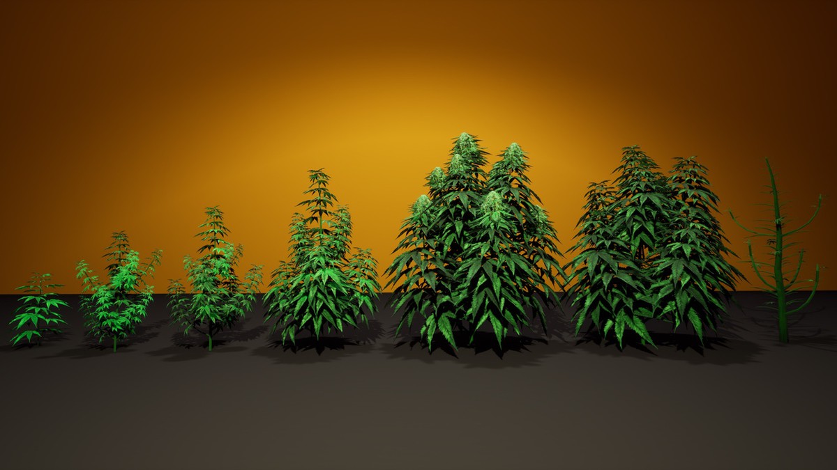 Cannabis (Hemp) Plant 3D Models Pack