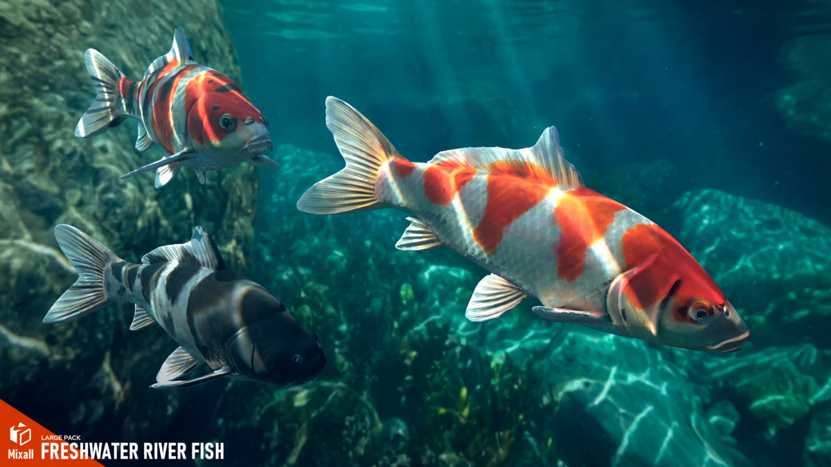 Freshwater river fish - large pack