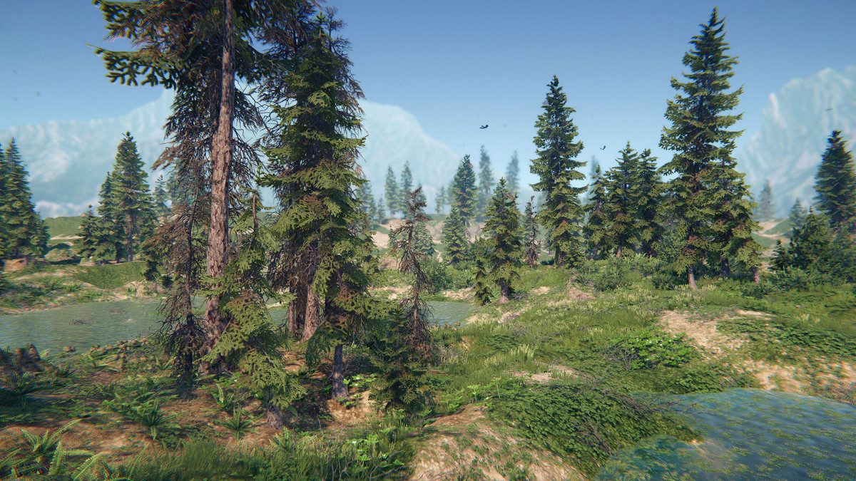 Spruce Forest