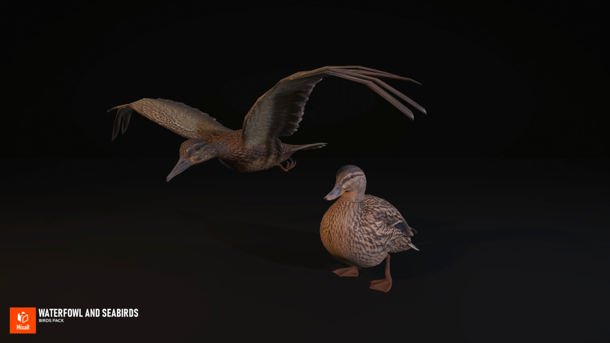 Waterfowl and seabirds - birds pack