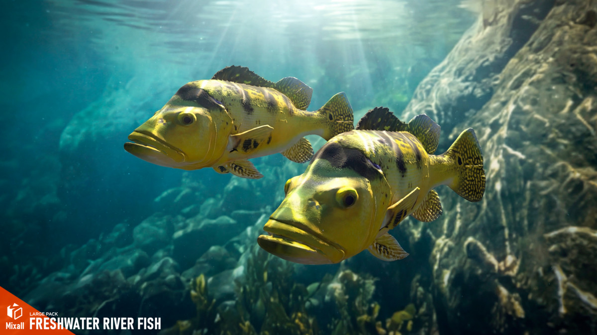 Freshwater river fish - large pack