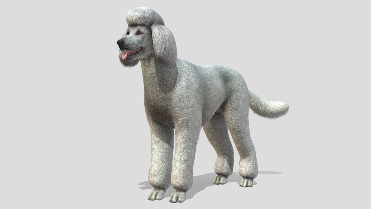 Dog - Poodle