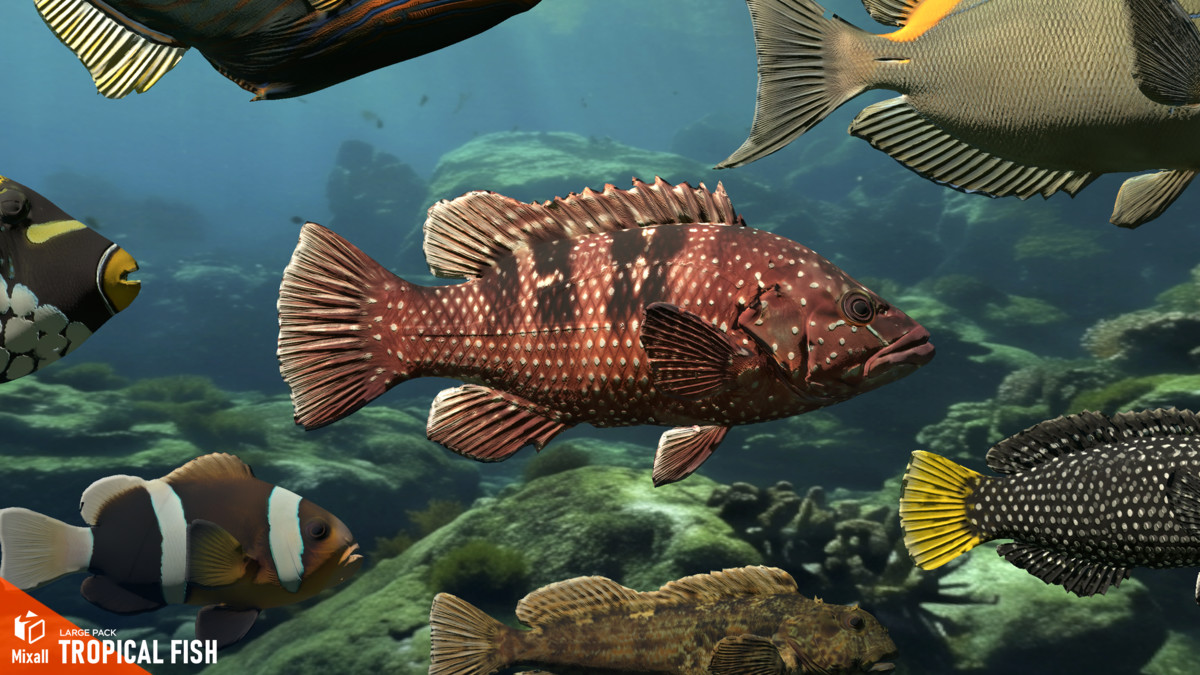 Tropical fish - large pack