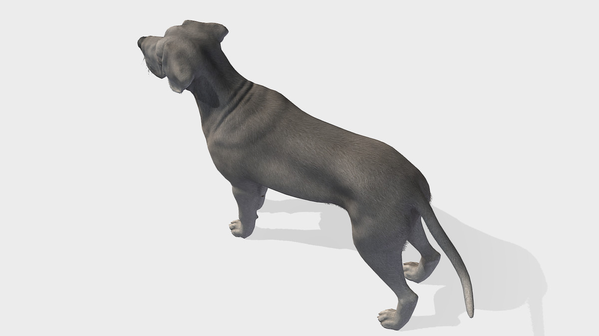 Dog - Great Dane