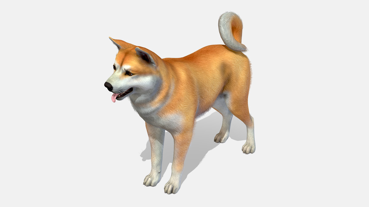 Dog - Akita Inu