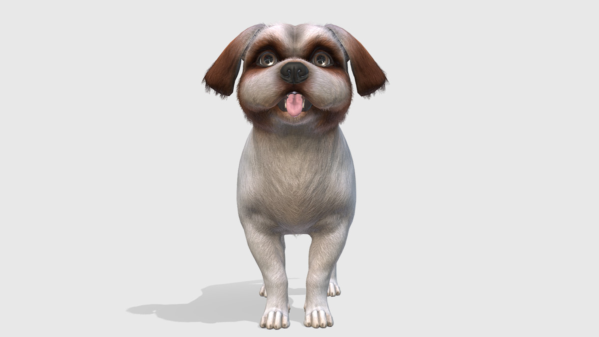 Dog - Shih Tzu