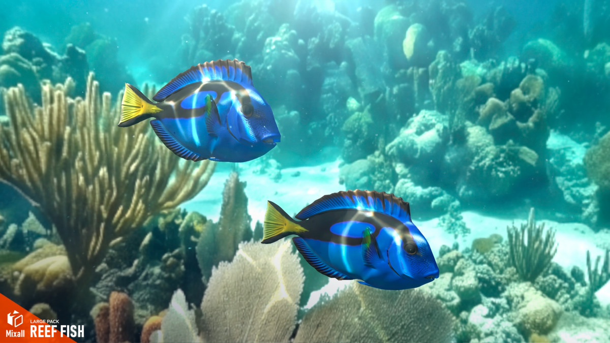 Reef fish - large pack