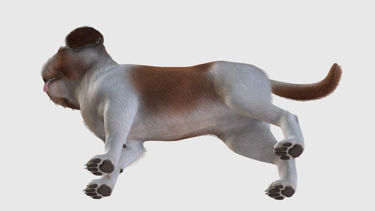 Dog - Shih Tzu
