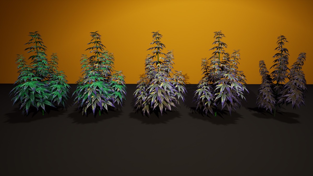 Cannabis (Hemp) Plant 3D Models Pack