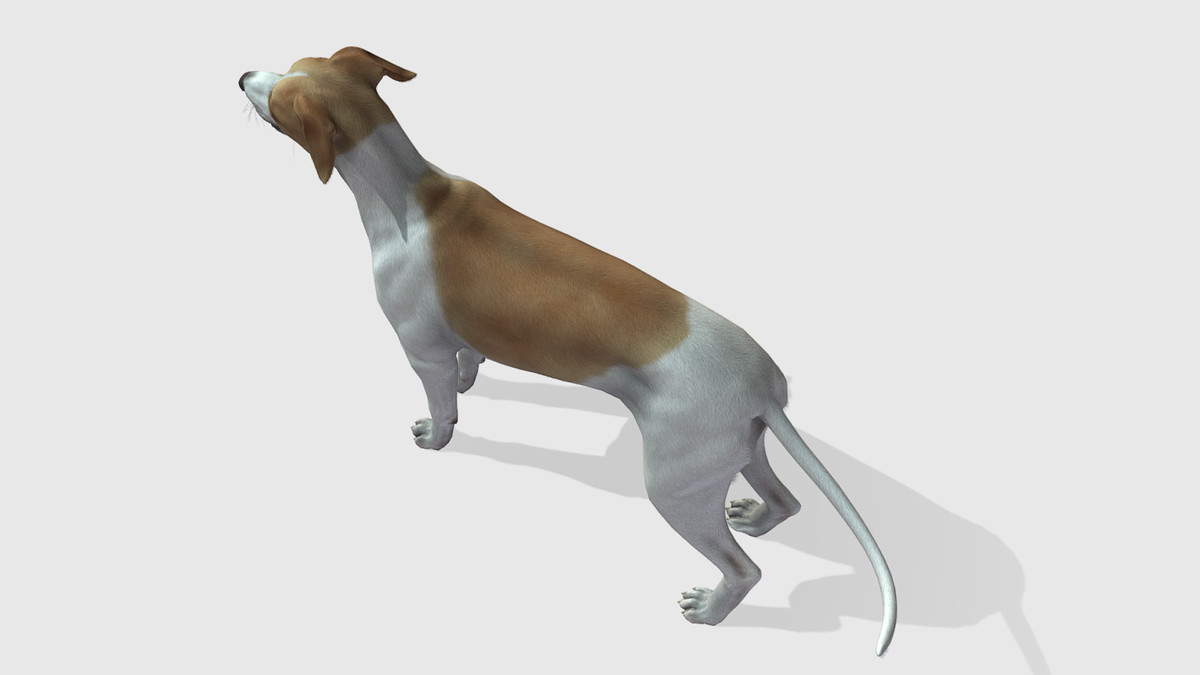Dog -- Greyhound