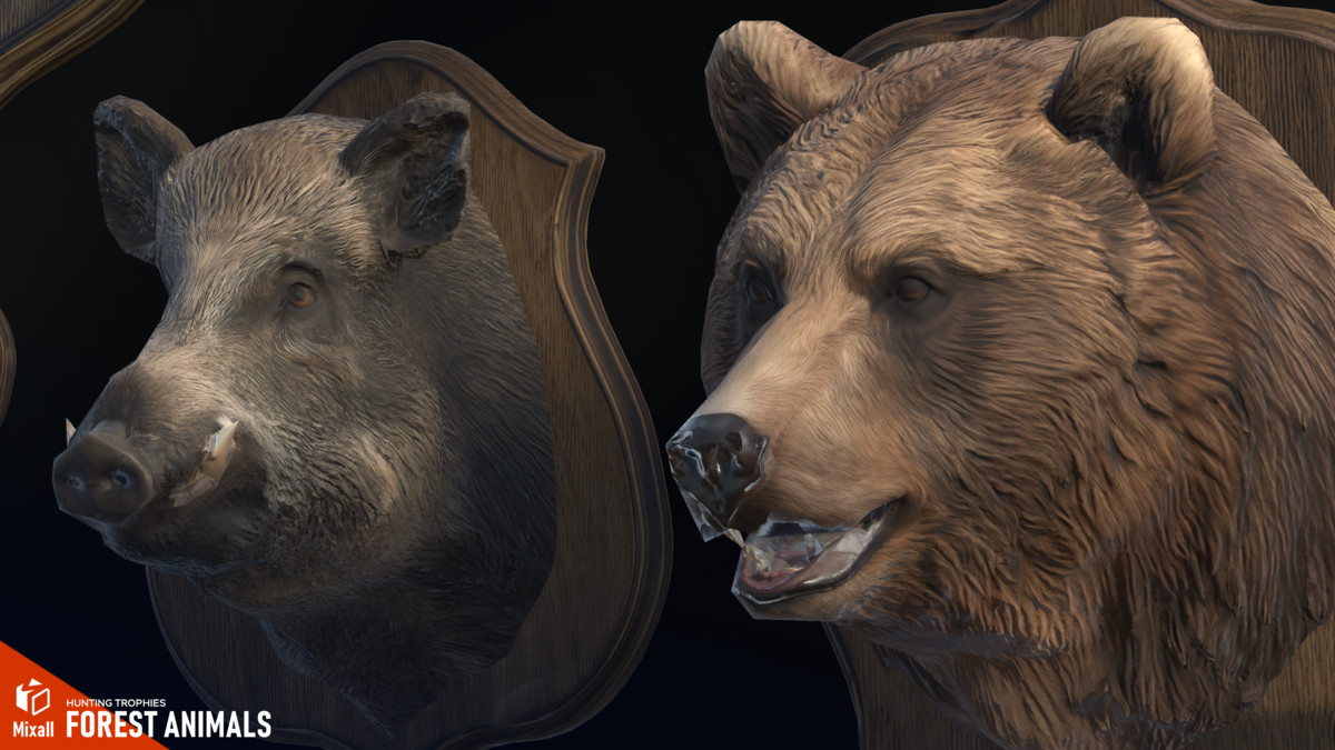 Forest animals – Hunting trophies