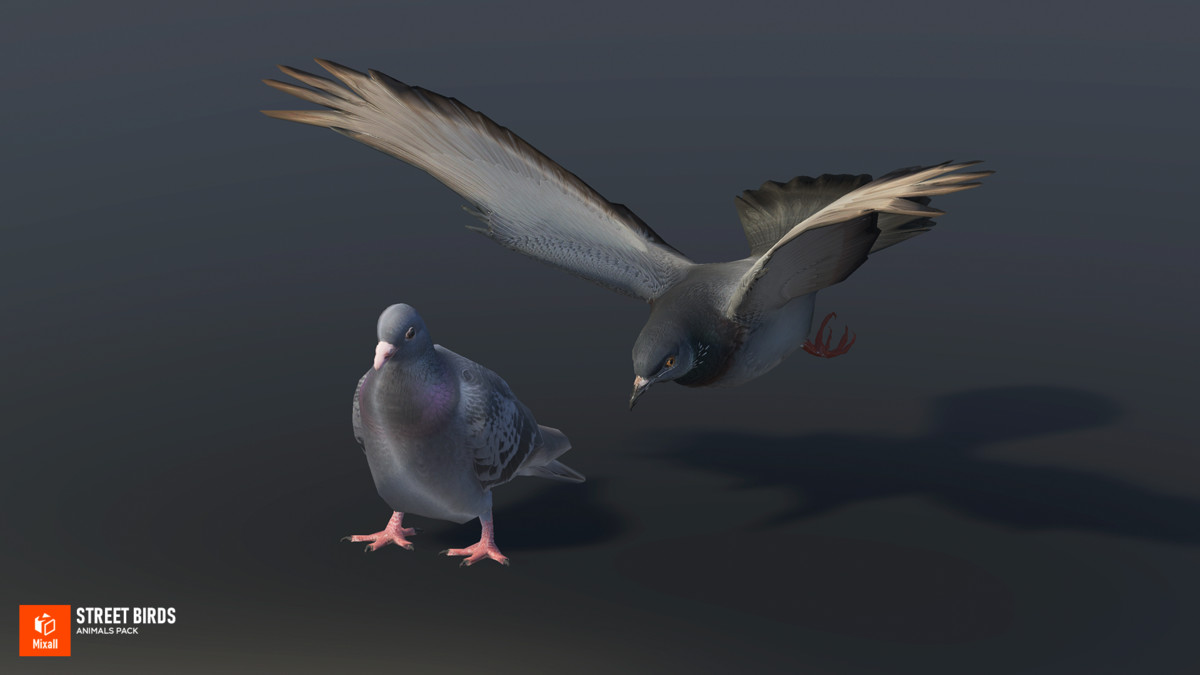 Street birds - animals pack