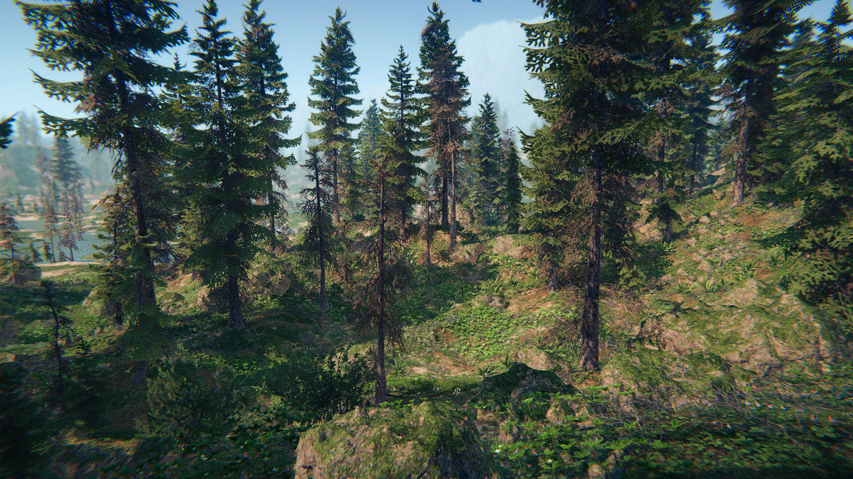 Spruce Forest
