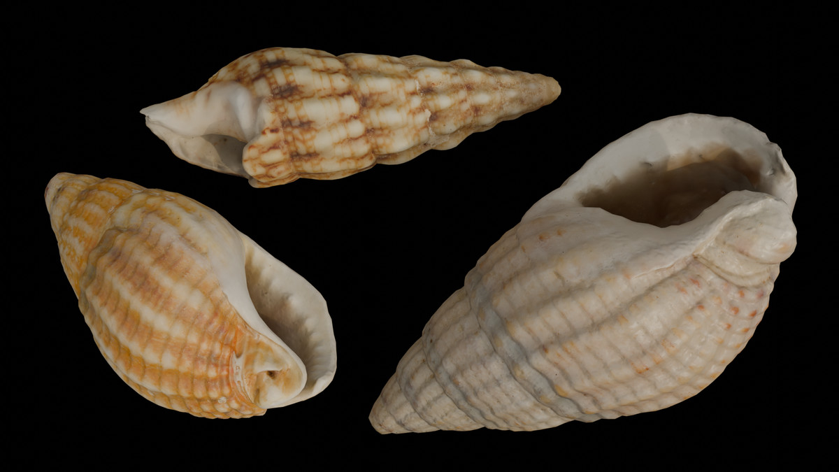 SeaShells Pack Vol 2
