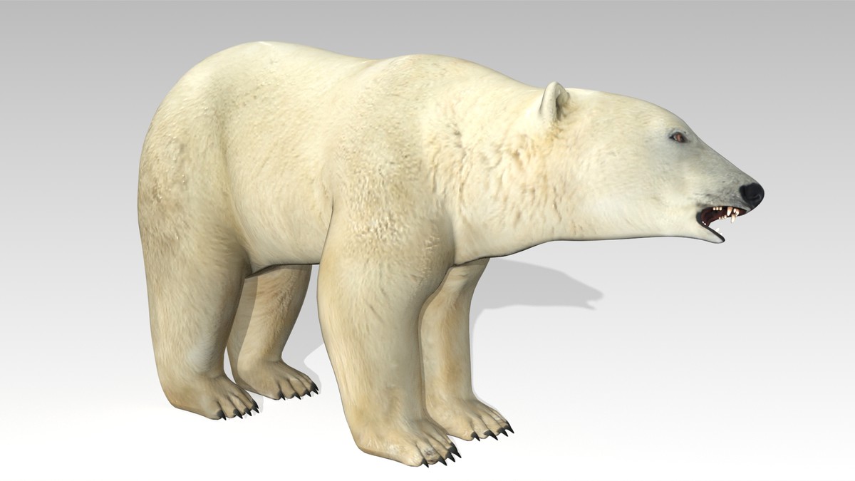 Polar Bear Animated