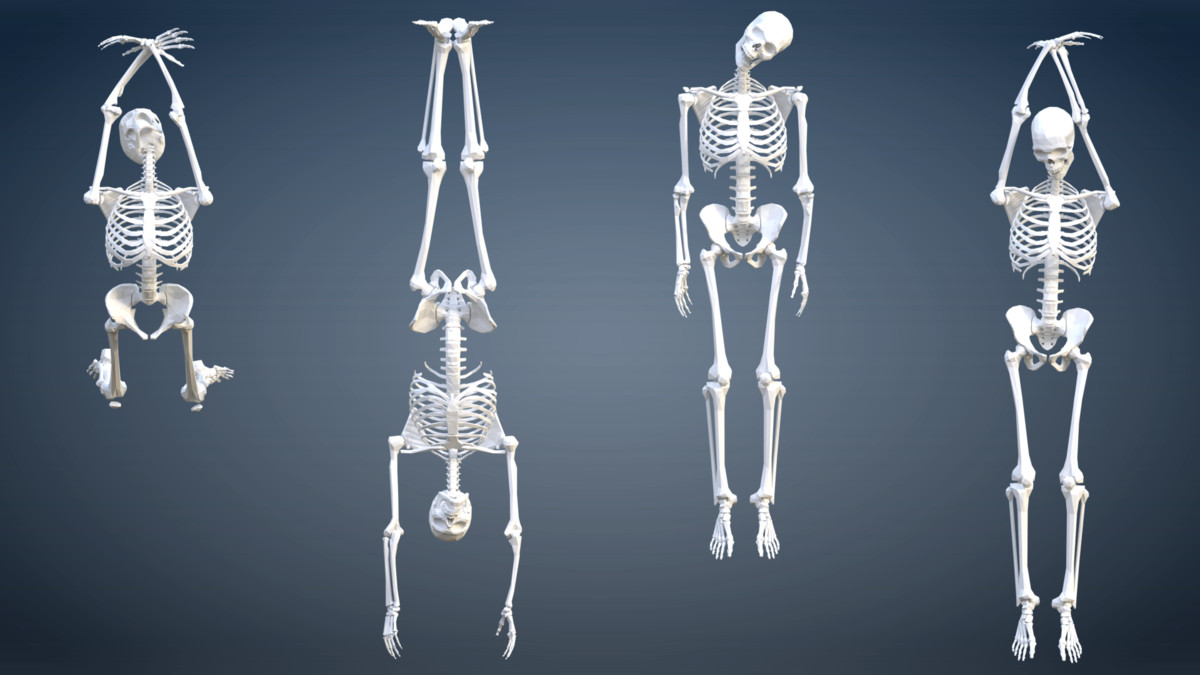 PolyArt Series - Skeletons