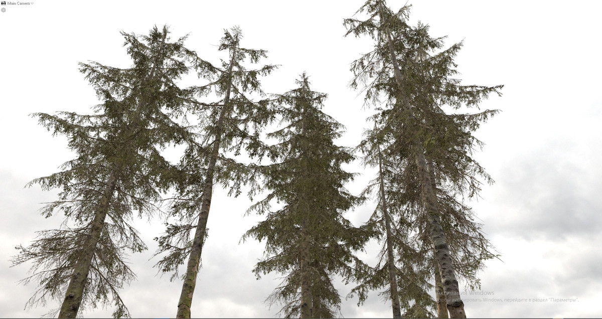 Spruce Trees