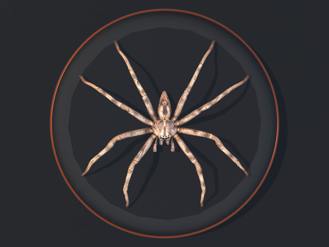 Arachnid Collection — 4 Animated Spiders