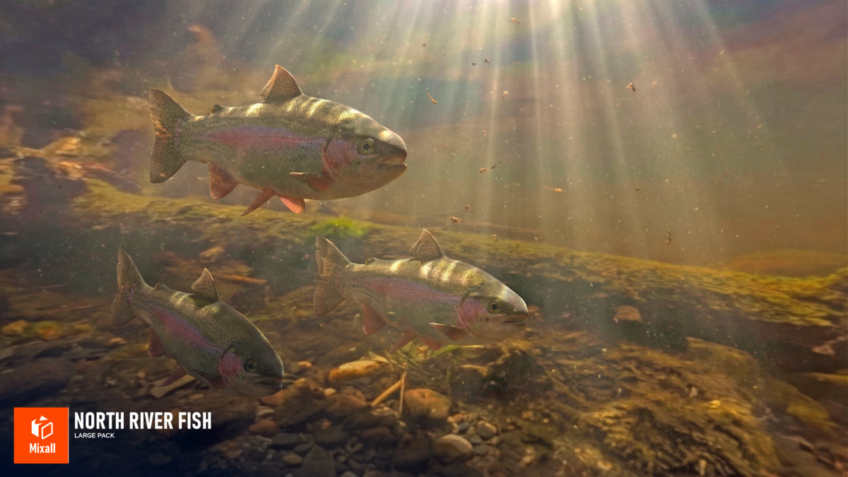 North river fish - large pack