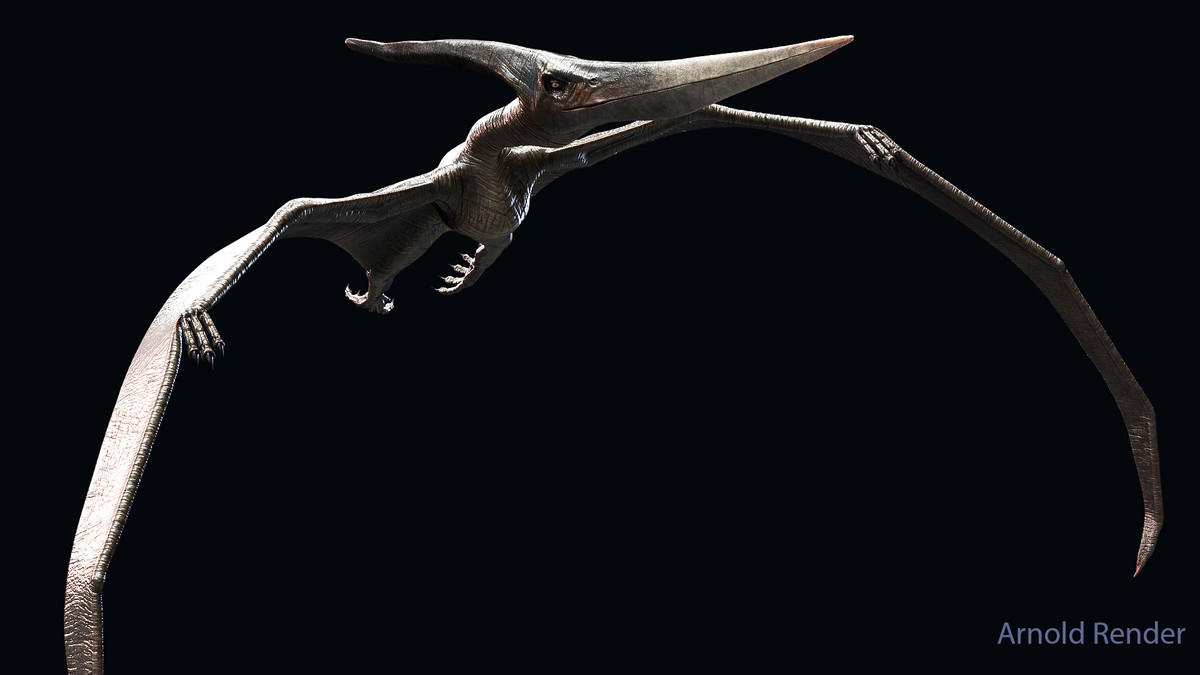 Dinosaur Pteranodon 179 Animations