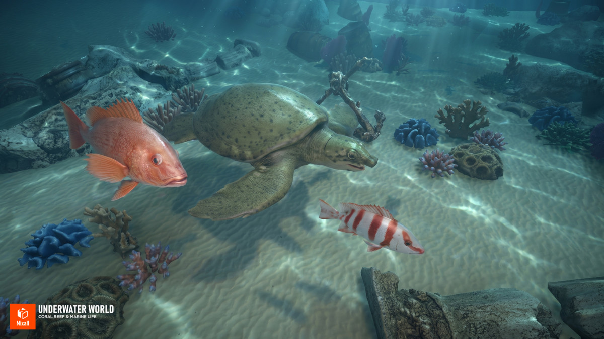 Underwater world - Coral Reef & Marine Life