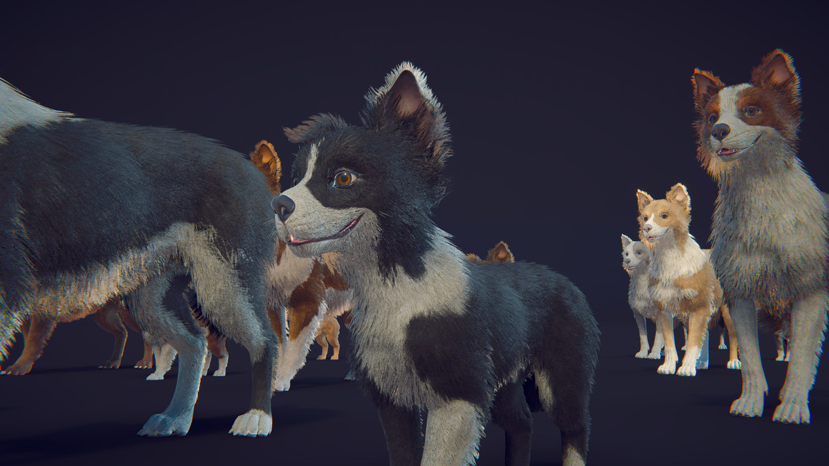 Skye the Border Collie (Dog)