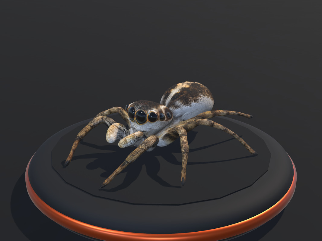 Arachnid Collection — 4 Animated Spiders