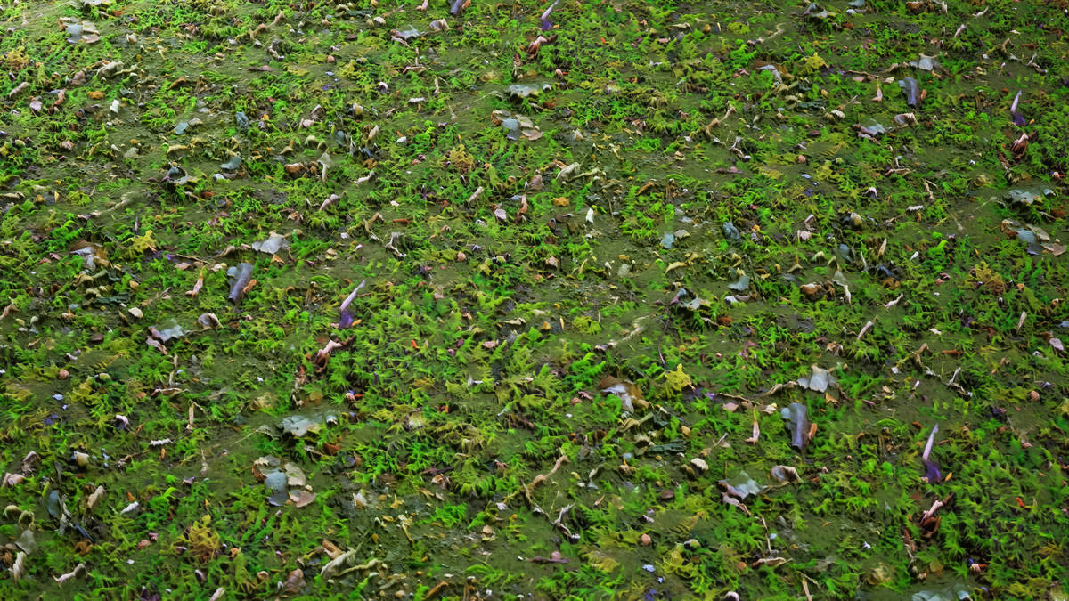 Realistic Materials - Forest Ground 2