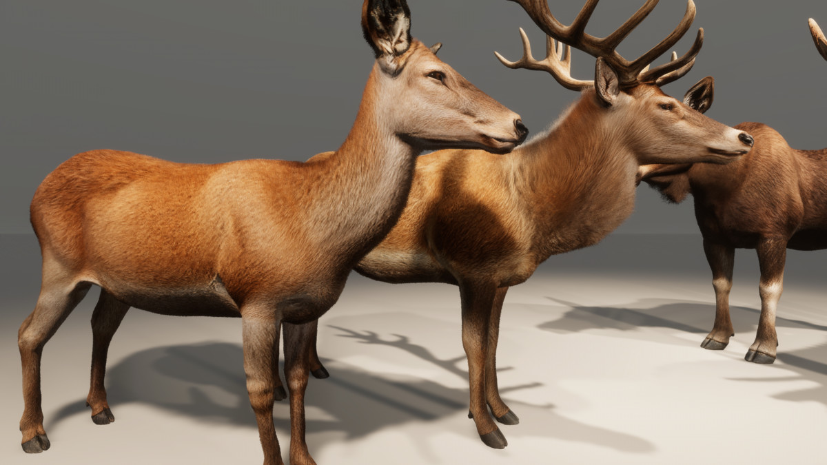 Realistic Deer & Moose – Animated Wildlife Pack