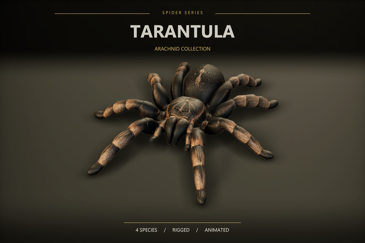 Arachnid Collection — 4 Animated Spiders