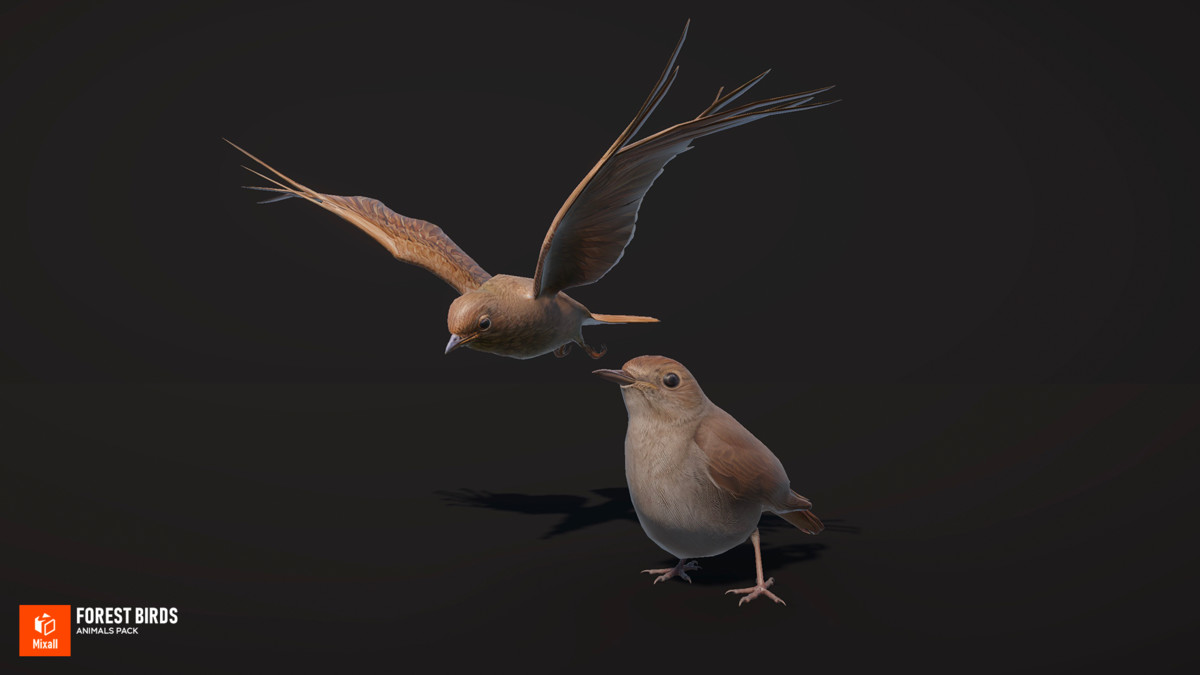 Forest birds - animals pack