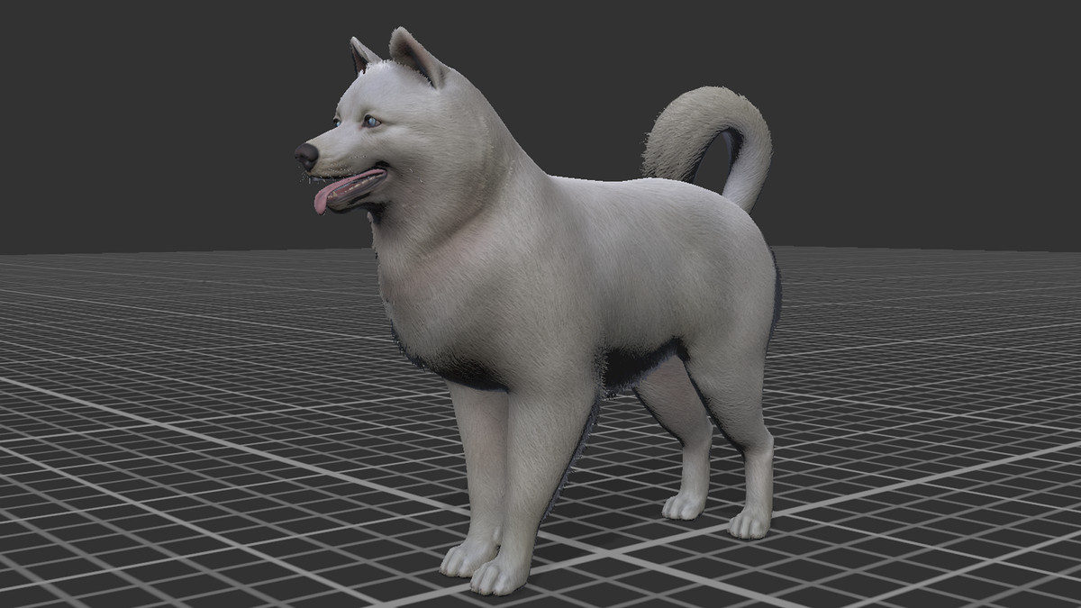 Dog - Samoyed