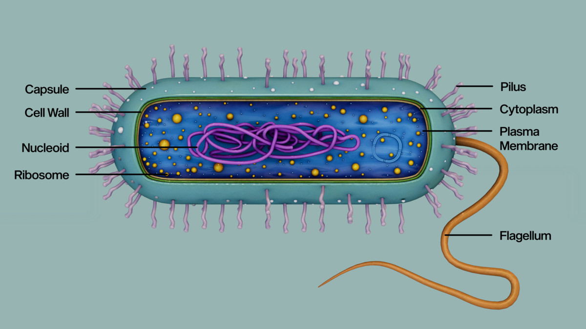 Prokaryotic Bacteria Cell - Cross Sections