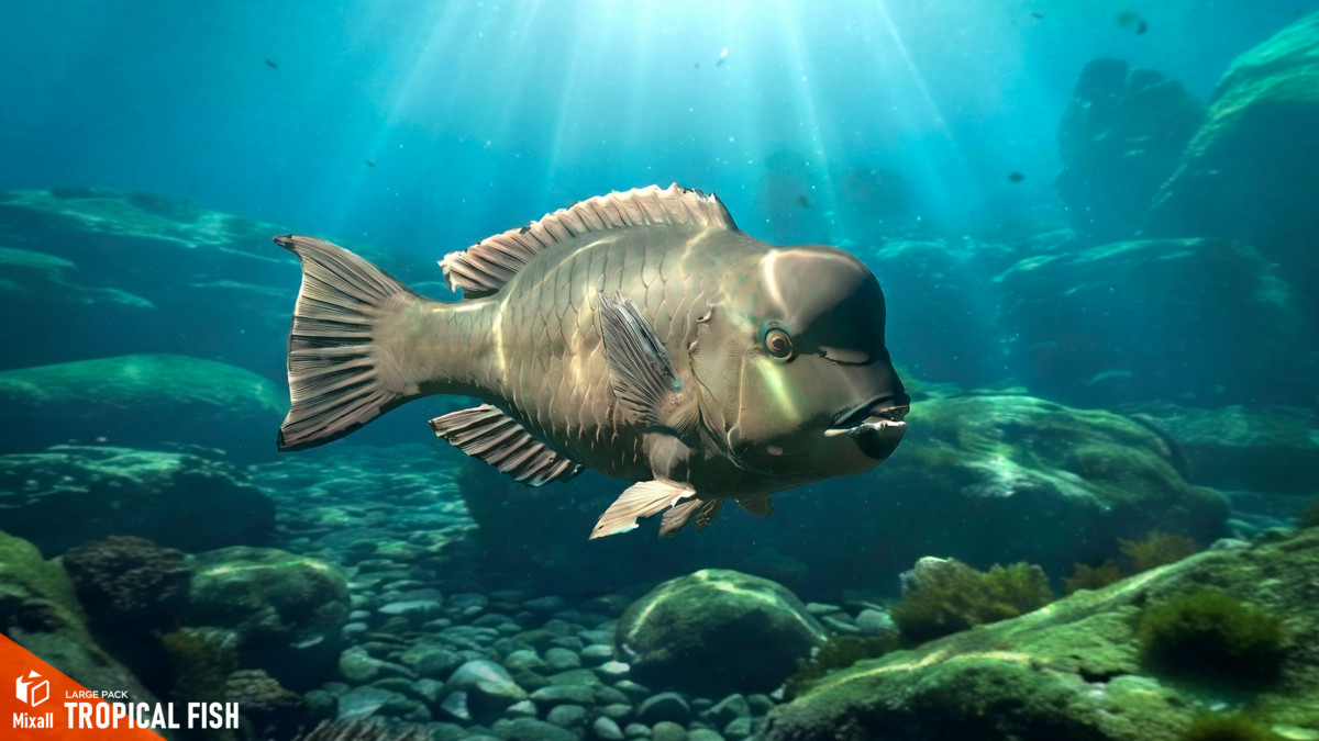 Tropical fish - large pack