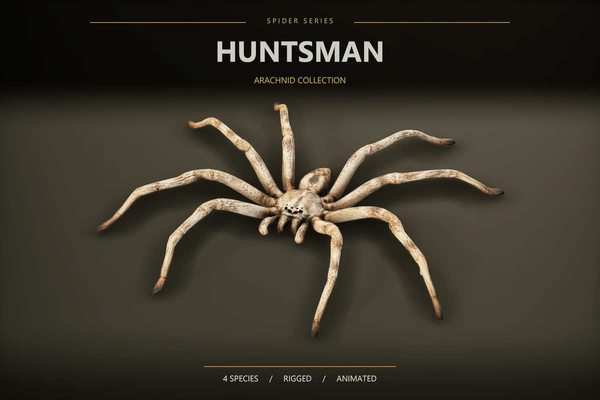 Arachnid Collection — 4 Animated Spiders