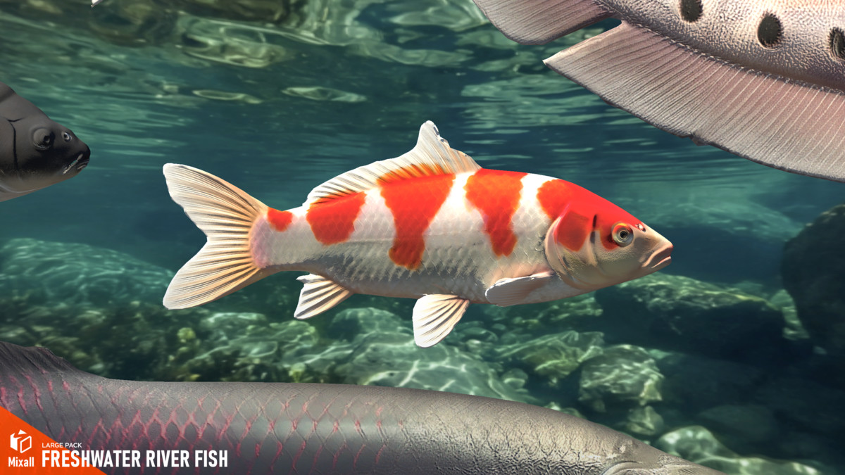 Freshwater river fish - large pack