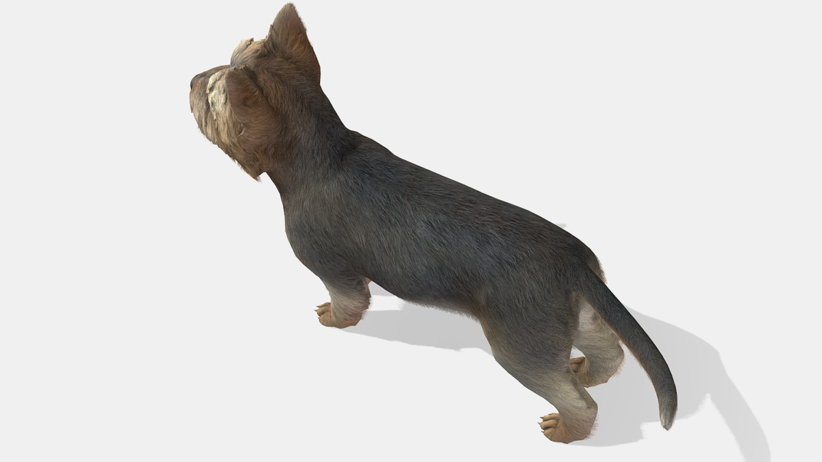Dog - Yorkshire Terrier