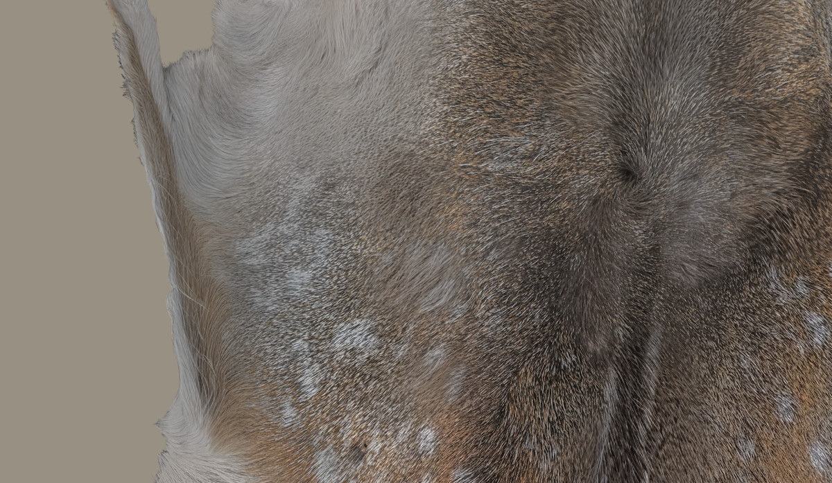 animal pelts volume two: cow, zebra, tiger, bear, deer, goat