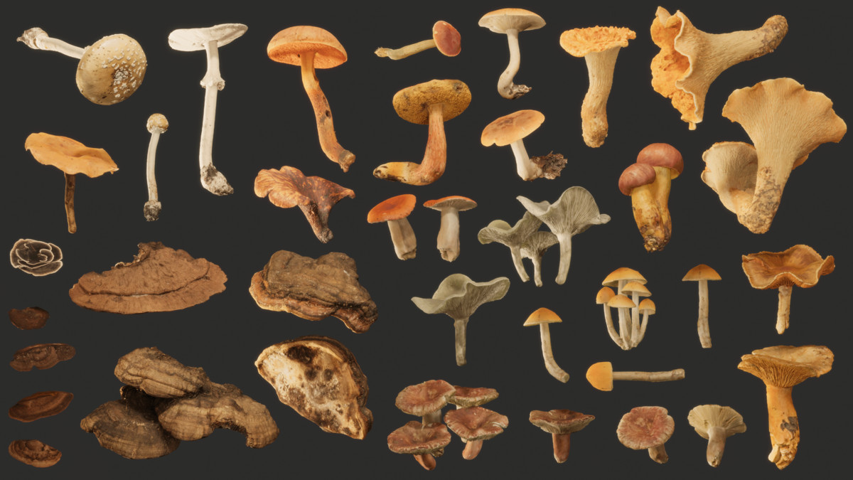 Realistic Mushrooms Scans