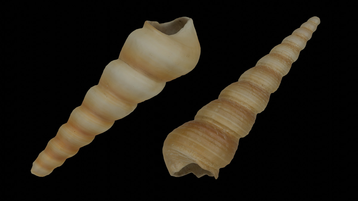 SeaShells Pack Vol 2