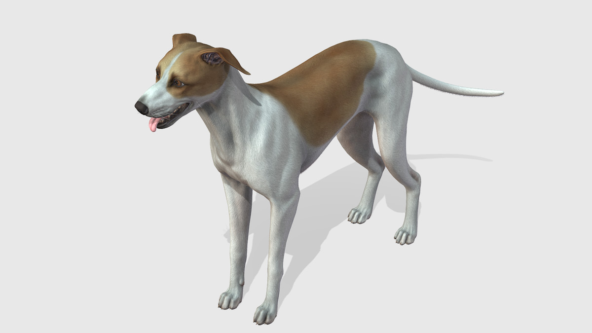 Dog -- Greyhound