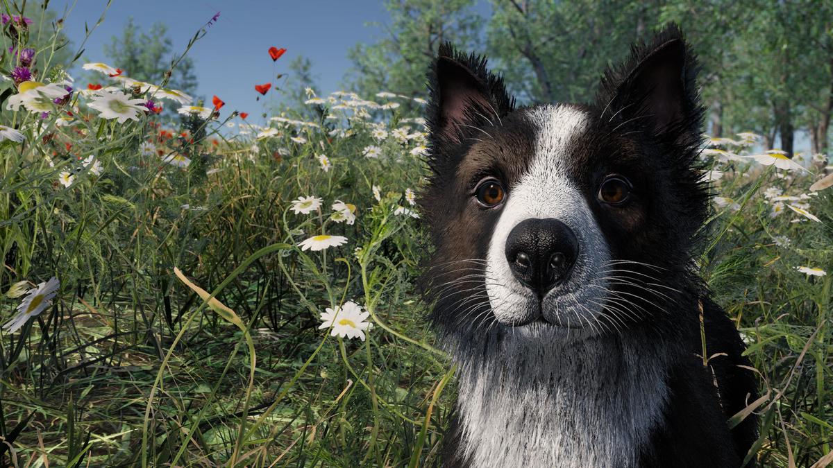 Skye the Border Collie (Dog)