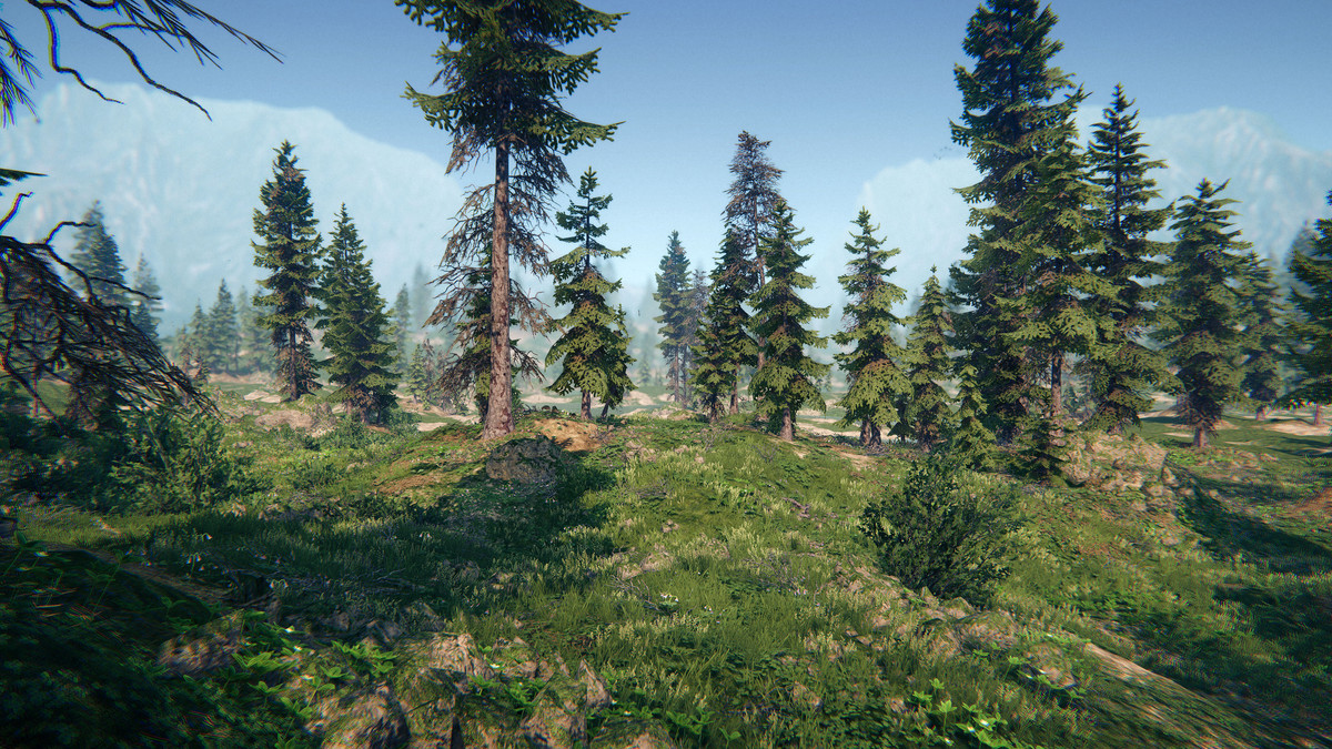 Spruce Forest