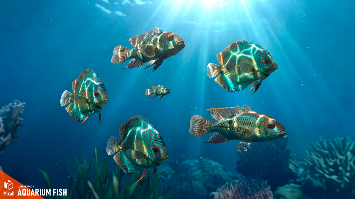 Aquarium fish - large pack