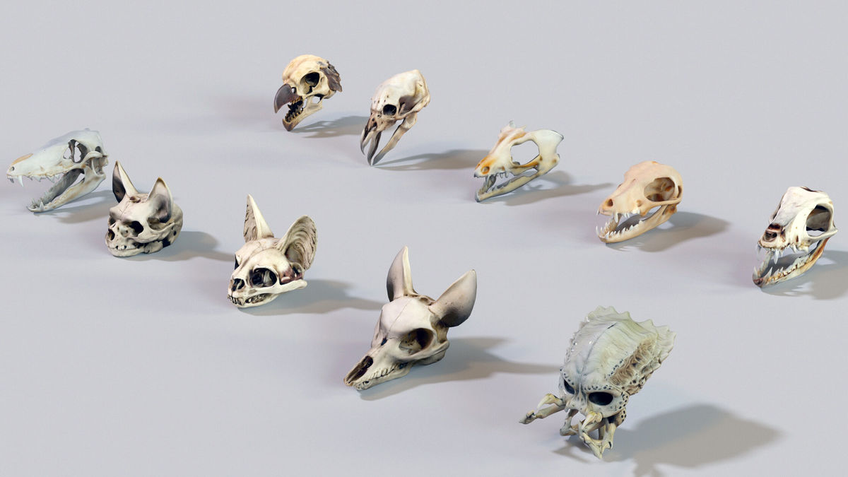 Ultimate Skeleton and Skull Pack. Game-ready low-poly assets