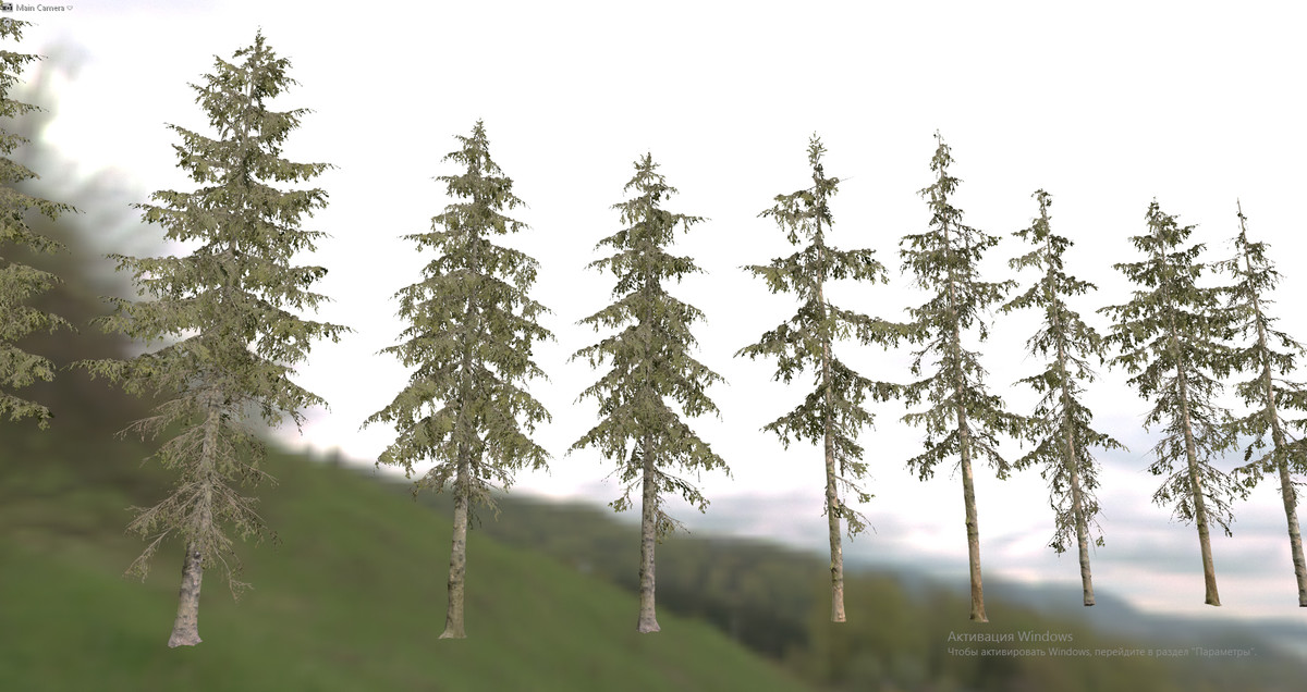 Spruce Trees